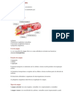 RESUMO DO Sistema Circulatório