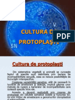 Cultura de Protoplasti