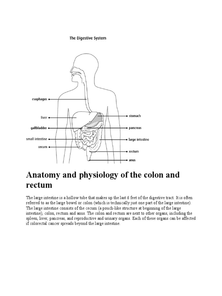 Anatomy and Physiology of The Colon and Rectum Biology Diagrams