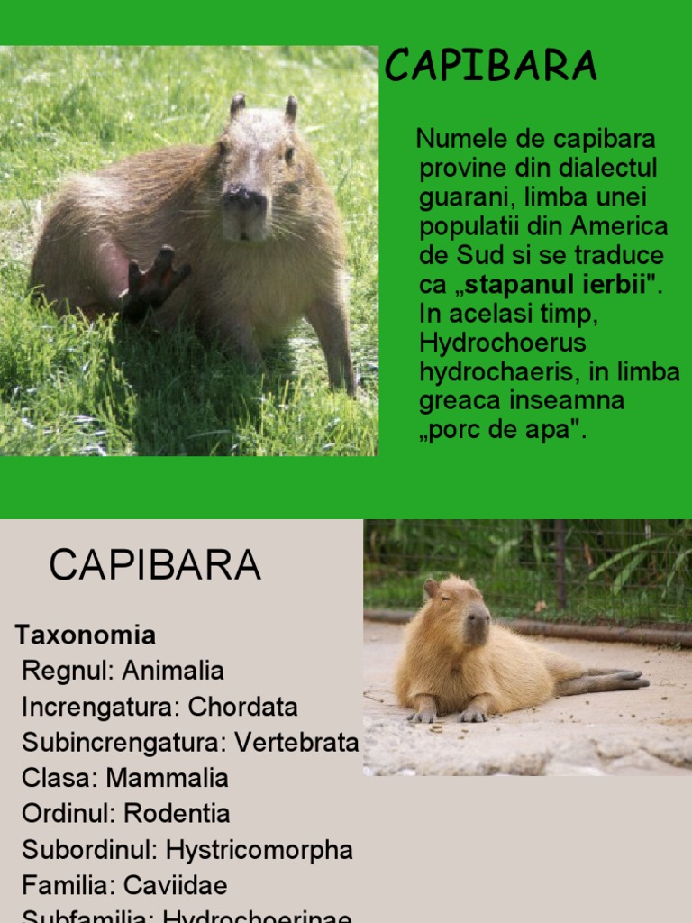 Capibara | PDF