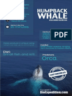 Humpback Whale Infographic