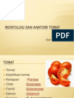 Morfologidananatomitomat 120413032633 Phpapp02