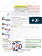 trayectoinguinal- coscarelli