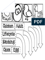 Chicken Lifecycle