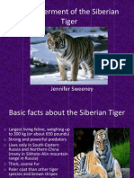 Endangerment of The Siberian Tiger