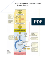 Integración y Regulación de Vías Metabólicas