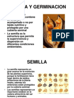 Germinación semilla 40