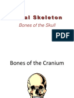 Axial Skeleton: Bones of The Skull