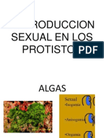 Protistos