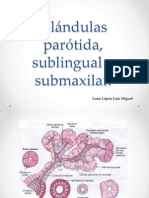 Glándulas salivales parótida sublingual submaxilar