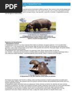Hipopótamos - Ficha do Animal - Como funcionam os hipopótamos.