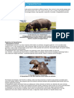 Hipopótamos - Ficha Do Animal - Como Funcionam Os Hipopótamos.
