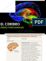 El Cerebro: Áreas Funcionales