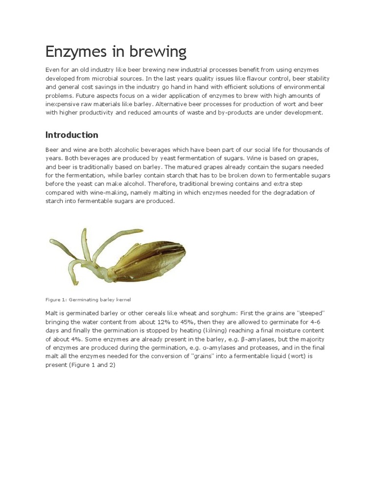 Enzymes in brewing Figure 1 Germinating barley kernel