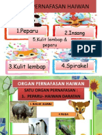 Organ Pernafasan Haiwan