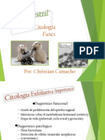 (274758140) CicloEstralRataPerro