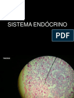 Sistema Endocrino