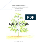 Las Plantas- Kelly