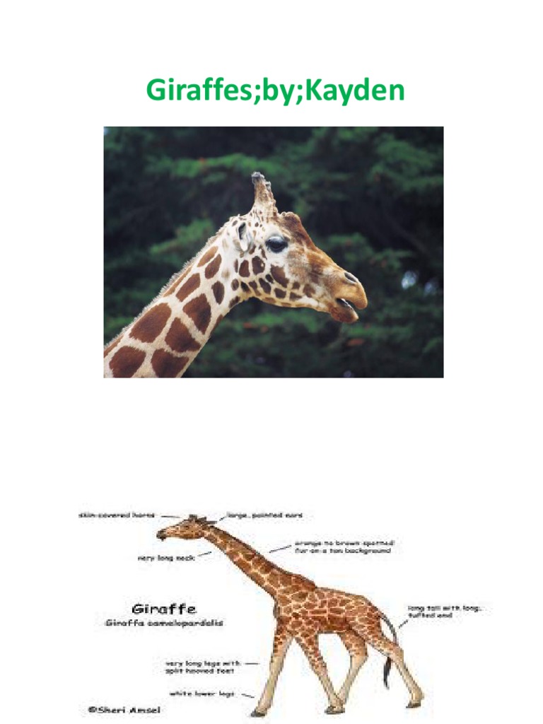 Giraffe | PDF