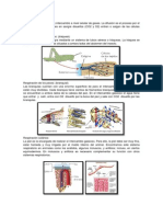 Tipos de Respiración PDF