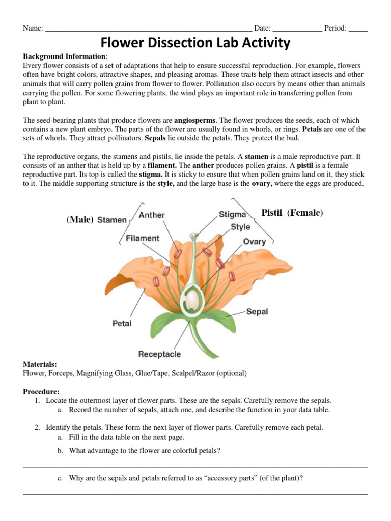 Flower Dissection Lab Updated PDF Flowers Petal