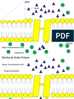 Ppt 8 b Bomba Sodio Potasio