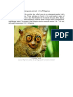 Philippine Tarsier