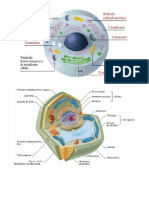 celulas
