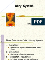 Urinary System: Rita Rosita