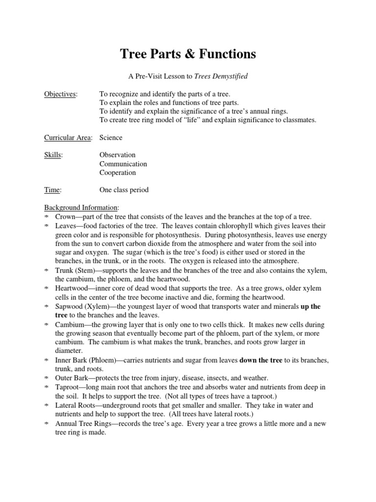 Tree Parts & Functions Tree To The Branches and The Leaves PDF Trees Root