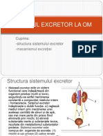 Sistemul Excretor La Om