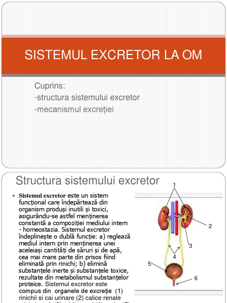Sistemul Excretor La Om | PDF