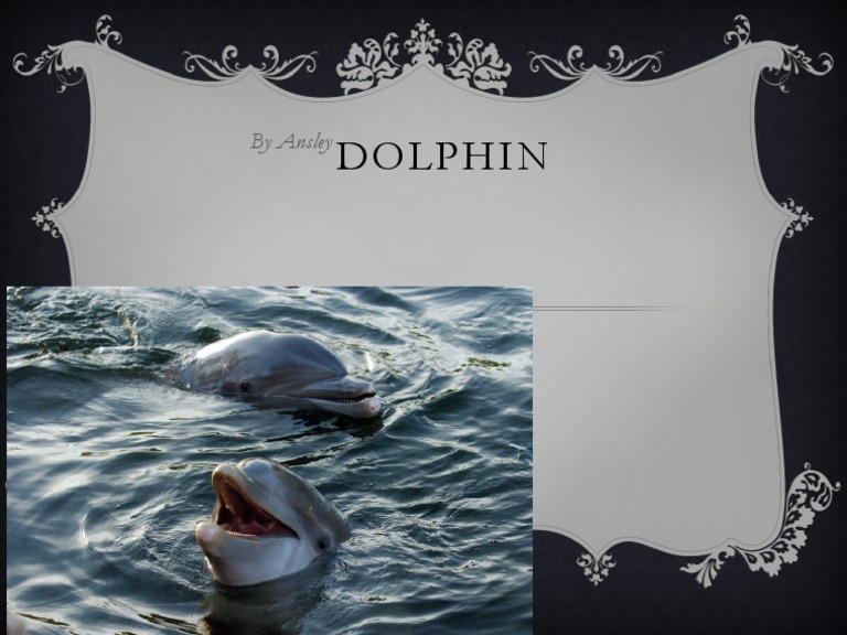 Dolphin | PDF