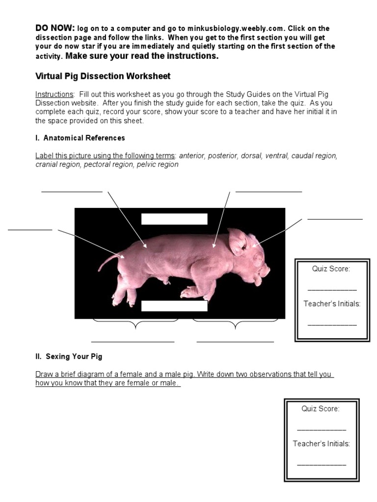 Virtual Pig Dissection Worksheet 06-07 2 | PDF | Circulatory System ...