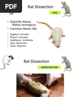 Labeled Rat Dissection Guide | PDF | Gastrointestinal Tract | Abdomen