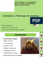 Anatomia e Fisiologia de Abelhas