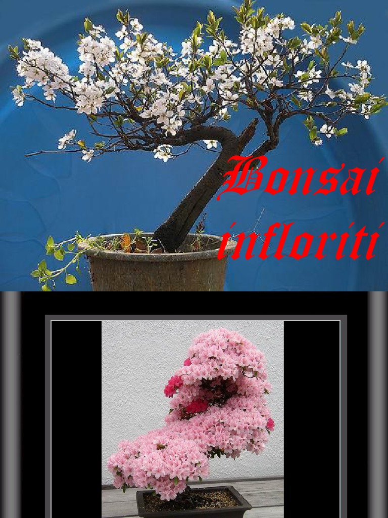 IL GRANDE MANUALE DEL BONSAI PDF visual data 4