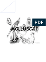 Mollusc A