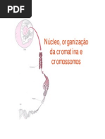 Núcleo, Organização Da Cromatina e Cromossomos