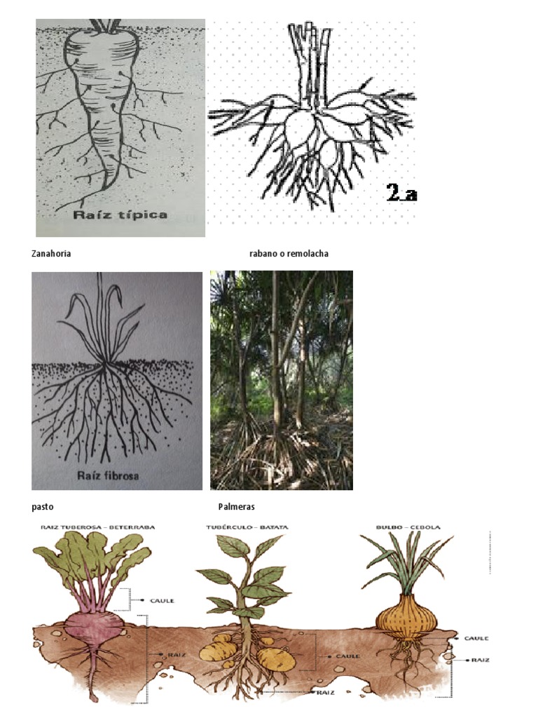 Clasificación de tallos de plantas según su estructura y composición ...