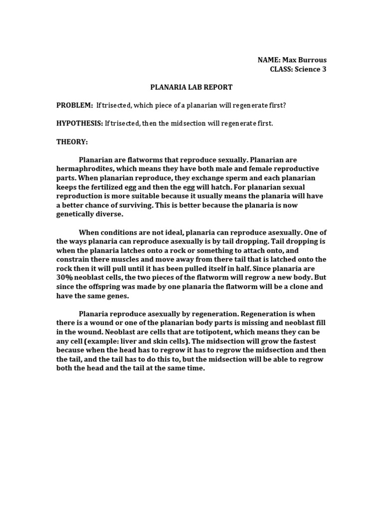 Planarian regeneration lab picture