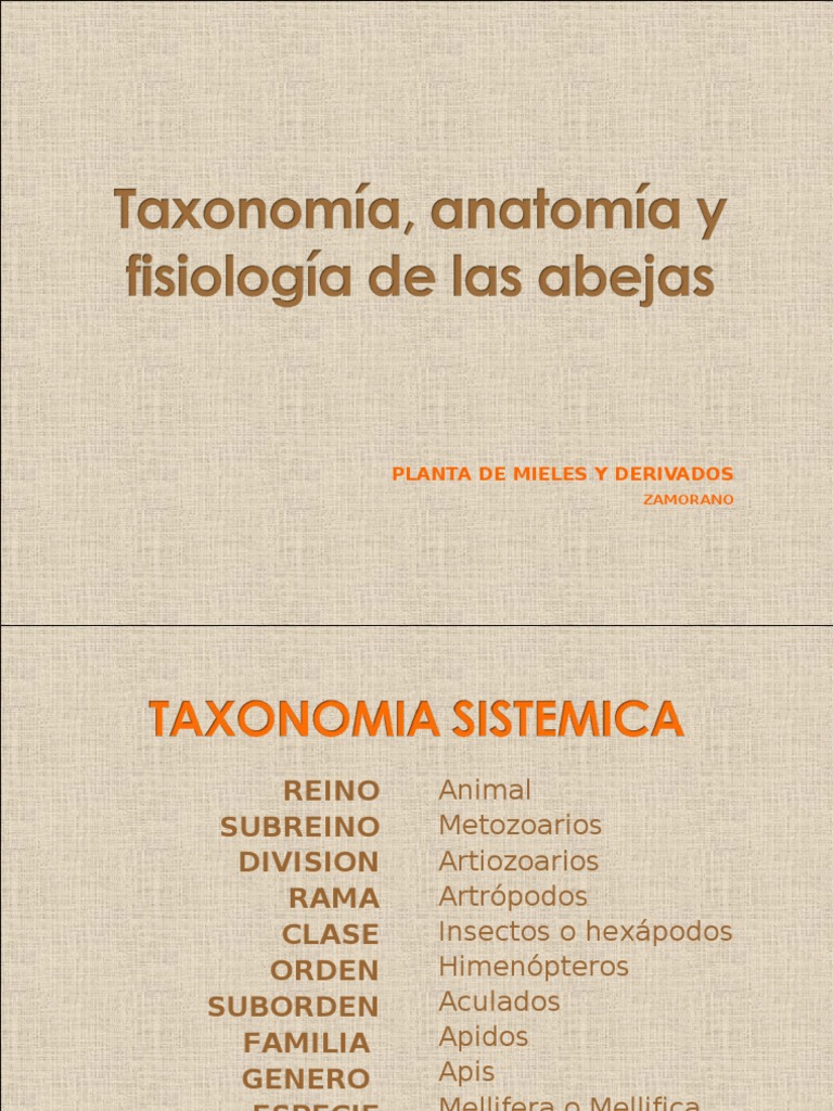 Taxonomia de Las Abejas