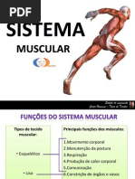 Sistema Muscular
