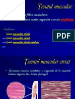 Sistemul Muscular