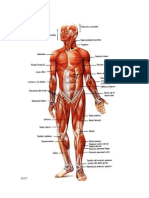 Sistema Muscular