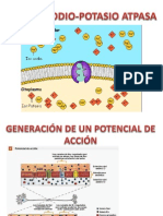 Bomba Sodio Potasio Atpasa