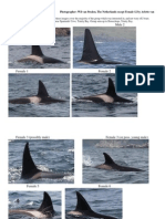 North Atlantic - Newfoundland Orca ID