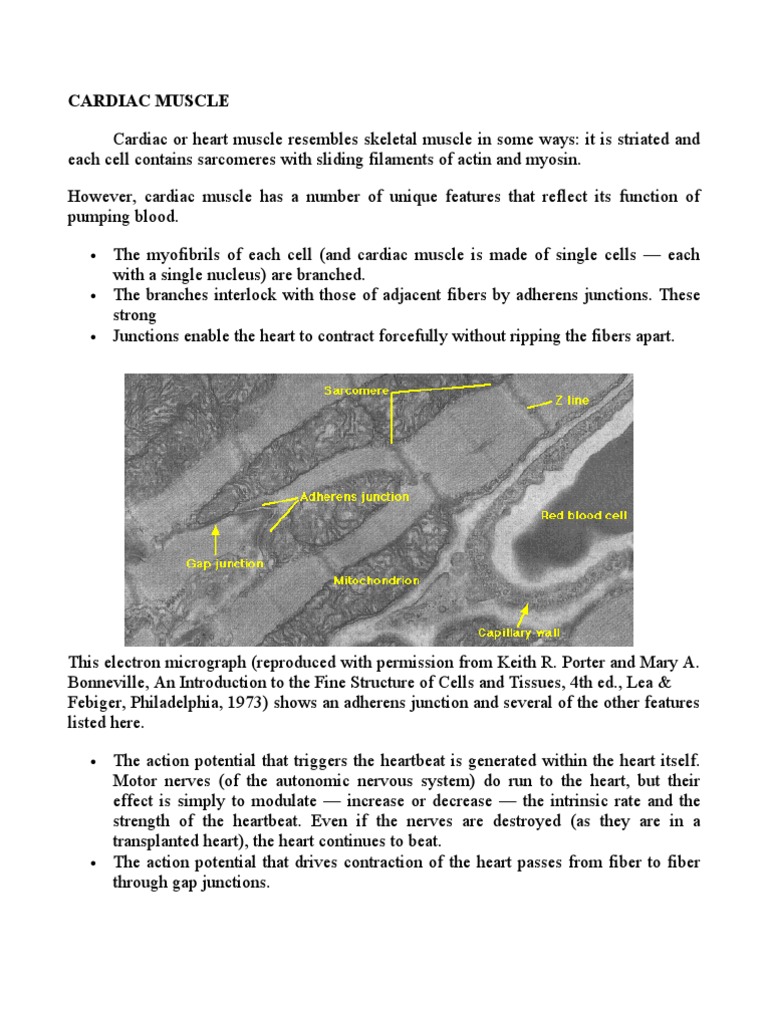 Cardiac Muscle | PDF | Cardiac Muscle | Myocyte