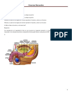 Naturales Sistema Reproductor