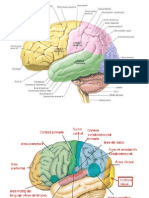 Partes Del Cerebro